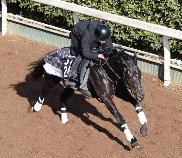 【シンザン記念】ルートサーティーンは坂路で軽快　辻野調教師「将来が楽しみになるような走りを見せてほしい」