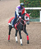 「【注目馬動向】京都２歳Ｓ４着の矢作厩舎所属ネッタイヤライがＵＡＥダービーの招待を受諾　デビュー５戦目でダート初挑戦」の画像1