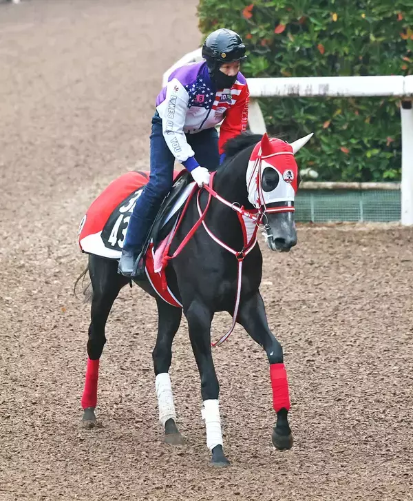 【注目馬動向】京都２歳Ｓ４着の矢作厩舎所属ネッタイヤライがＵＡＥダービーの招待を受諾　デビュー５戦目でダート初挑戦