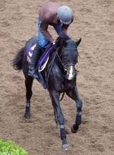 【皐月賞】毎日杯Ｖのアルトラムスは中２週も落ち着き十分　１４年覇者で父のイスラボニータに続く