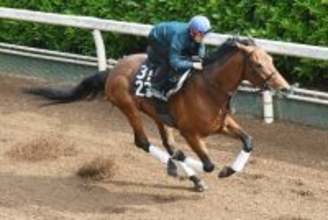 【ユニコーンＳ】５５０キロ超でも素軽い動きのガウラディスコ　陣営「体がきっちり締まって、バランスもまっすぐ」