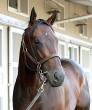 【注目馬動向】日本ダービー２着後に骨折判明のパントルナイーフは復帰に１年以上の診断　キャロットクラブ発表