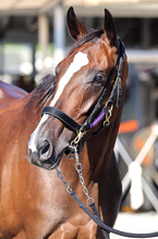 【アイルランドＴ】「一瞬の切れ味というより総合力で勝負」２５年オークス馬カムニャック始動戦不安なし