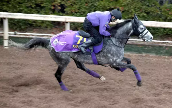 【有馬記念】落馬のアクシデントから巻き返す　アドマイヤテラは初の中山でも問題なし　陣営「ストレスをためないように」