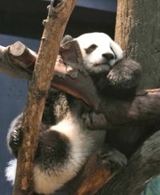 パンダは「親子の情」湧かない？　２歳までに「親子分け」両親が帰国してもさみしくない
