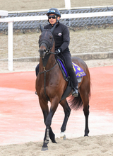 【ＮＨＫマイルＣ・金曜気配】ローベルクランツは４枠８番　小林調教師「マイルは気性的に競馬がしやすい」