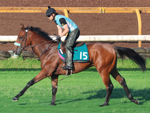 【今週のトク注新馬】サンライズジャポネ札幌芝でデビュー　半兄は“二刀流”サンライズジパング　陣営「芝もダートもやれそう」