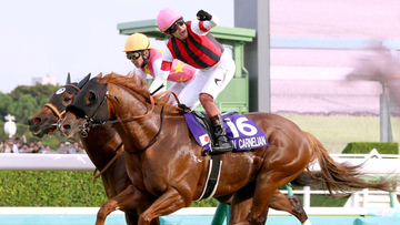 【スプリンターズＳ・イシゴーの特注馬】９歳ウインカーネリアン衰えなし　連覇へ気配の良さ目を引く