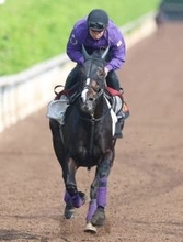 【ヴィクトリアＭ】坂路でパワフル！カムニャックの筋骨隆々ボディー　女王返り咲きへ馬体の成長がマイル適性高める