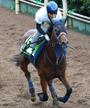 【注目馬動向】野路菊Ｓ３着のジーティーサクラは北村友一騎手とデイリー杯２歳Ｓへ　神戸新聞杯激走のシートゥサミットは菊花賞