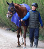 「【阪神ＪＦ】赤松賞勝ちのヒズマスターピースは４枠８番　国枝調教師「武豊の隣だね。競ったりしないように」」の画像1