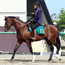 【あすの注目】新種牡馬産駒４頭が東京５Ｒで一気にデビュー　ホットロッドチャーリー産駒のウィンターブリーズは１・５億円馬