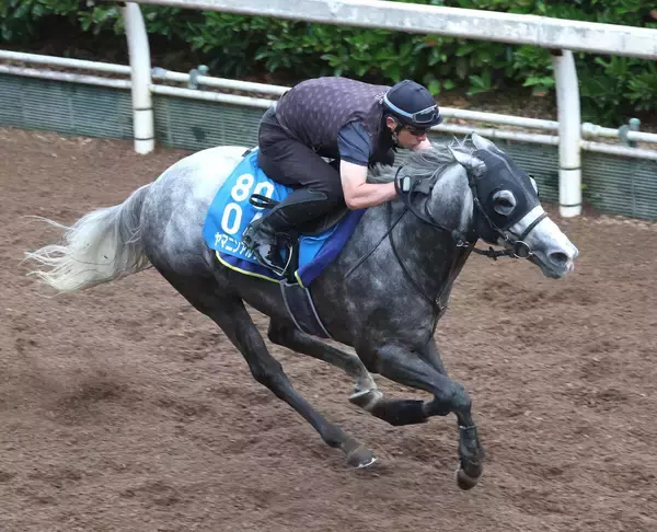 【北九州記念】連覇がかかるヤマニンアルリフラは好気配　斉藤崇調教師「休み明けですが具合はよさそう」