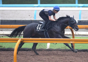 【セントライト記念】ダービー３着バステールは「見た感じで分かる」成長を実感も…斉藤崇調教師「物足りなさ」指摘