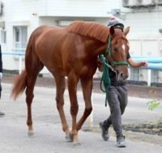 【ホープフルＳ】アーレムアレスは１枠２番　陣営はひとまず歓迎「偶数は悪くないですね」