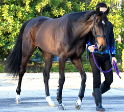 【桜花賞】武豊騎手とコンビのアランカールは角馬場で入念にハッキング　斉藤崇調教師「特に問題なくきています」