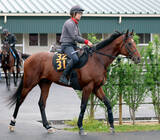 「土曜東京競馬場の注目激走馬…東京１１Ｒ青葉賞・Ｇ２」の画像1