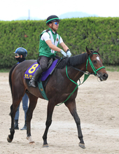 【宝塚記念】春古馬３冠皆勤へタガノデュードは疲れ知らず　宮調教師「かえって元気になっている」