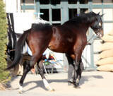 「【注目馬動向】フェブラリーＳに向けてラムジェットが帰厩　今春定年の佐々木調教師はラストＧ１」の画像1