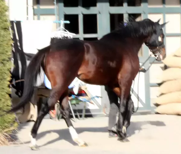 【注目馬動向】フェブラリーＳに向けてラムジェットが帰厩　今春定年の佐々木調教師はラストＧ１