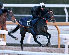 【きさらぎ賞】コレオシークエンスは「同世代」ラインで万全の仕上げ　浜中俊騎手「すごくいいフットワークで走る」