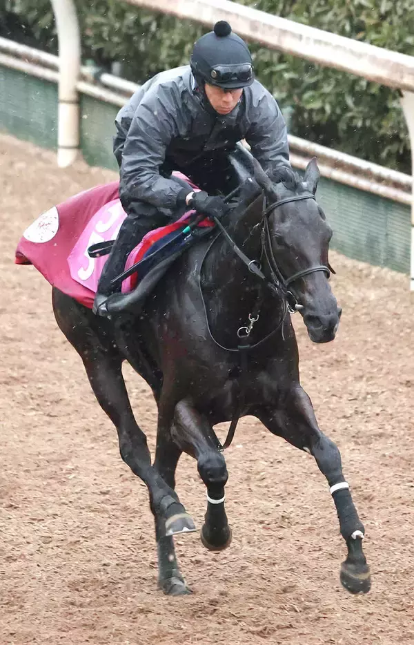 【チューリップ賞】中内田調教師「この子はこの子として」リバティアイランド半妹コニーアイランドは坂路で好時計　