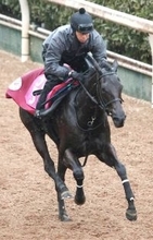 【チューリップ賞】中内田調教師「この子はこの子として」リバティアイランド半妹コニーアイランドは坂路で好時計　