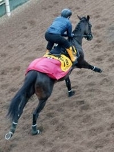 【金鯱賞】中内田厩舎、史上初のＪＲＡ平地Ｇ２・４連覇へ！　クイーンズウォークが今年も勝つ