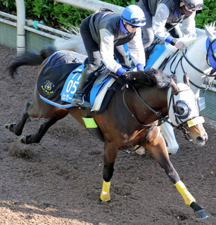 キタサンブラック半弟のシュガークンは新潟大賞典で復帰　鞍上は引き続き武豊騎手　２４年のダービー後は屈腱炎発症していた...