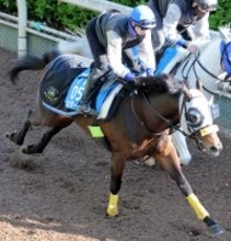 キタサンブラック半弟のシュガークンは新潟大賞典で復帰　鞍上は引き続き武豊騎手　２４年のダービー後は屈腱炎発症していた...