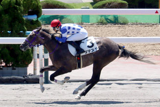 【函館５Ｒ・２歳新馬】新種牡馬のサリオス産駒が３頭目の勝ち上がり　ダマスクが１・５倍の人気に応える