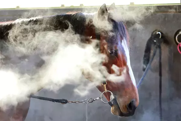 日曜中山競馬場の注目激走馬…中山１１Ｒ有馬記念・Ｇ１