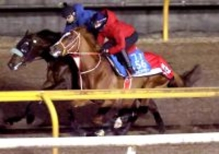 【サウジＣ】サウジ遠征へ国内最終追い切り　サンライズジパング順調　ネオムターフＣ出走シンエンペラーと豪華デモ