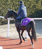 「【きさらぎ賞】５・９億円馬エムズビギンは「成長を感じますね」　最終調整後の陣営は手応えありの様子」の画像1