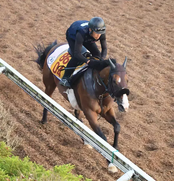 【アイビスＳＤ】エコロレジーナは活気十分に登坂　菊沢調教師「今回もゲート練習をして臨む」