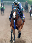 ママコチャの競走馬登録抹消をＪＲＡが発表　白毛の全姉ソダシと同じ生まれ故郷のノーザンＦで繁殖入り