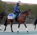 「【ＡＪＣＣ】「この馬も強い世代ですから」宮田調教師も気合　７歳馬ドゥラドーレスは馬なりで好時計　」の画像1