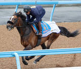 「【川崎記念】半兄は東京大賞典を４連覇　ホウオウルーレットは岩田康誠騎手が「すごく良い」と太鼓判」の画像1