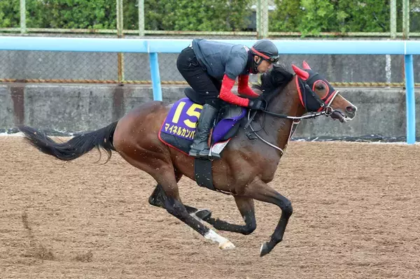 【天皇賞・春】最終調整終えたマイネルカンパーナは抜群の仕上がり　青木調教師「パツパツ」「過去イチは間違いない」と自信