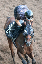 【博多Ｓ】唯一の３歳馬サウンドムーブが賞金加算へ　斉藤崇調教師「ここでなんとかという気持ちですね」