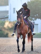 【注目馬動向】武蔵野Ｓ２着のコスタノヴァは連覇のかかるフェブラリーＳを目標に調整