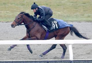【共同通信杯】ダービー馬に「似ていると思う」友道調教師が高評価のラヴェニューは軽快な動き披露