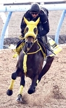 【フェブラリーＳ】ウィルソンテソーロはレース前日に東京競馬場へ移動　高木調教師「１泊した方が…」