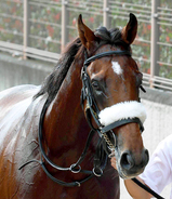 【注目馬動向】アーモンドアイの初子アロンズロッド　明石特別の鞍上は引き続きルメール騎手
