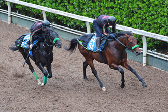 【アンタレスＳ】グランドプラージュがパワフルな動きで重賞Ｖへ　杉山晴調教師「簡単ではないが、期待値はあります」