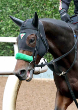 【七夕賞】立ち直ったオーロラエックスが牡馬に挑む　陣営「何とか重賞を勝たせてあげたい」