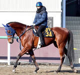「【ＰＯＧ】母が英、愛、独オークスで好走したアーティキュレート　手塚久調教師「乗りながら体が締まってきた」」の画像1