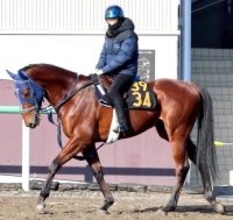 【ＰＯＧ】母が英、愛、独オークスで好走したアーティキュレート　手塚久調教師「乗りながら体が締まってきた」