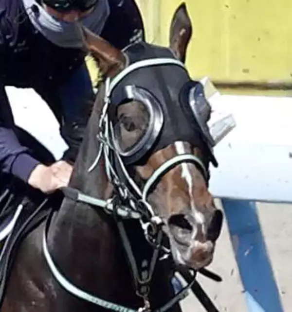【ニュージーランドＴ】直線で伸びを欠いたゴーラッキーは初黒星の６着　横山武史騎手「右回りは良くないですかね」