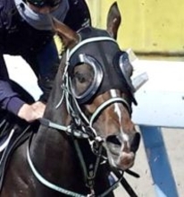【ニュージーランドＴ】直線で伸びを欠いたゴーラッキーは初黒星の６着　横山武史騎手「右回りは良くないですかね」